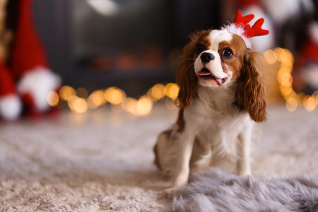 Cute dog in funny headband on floor at home, space for text. Christmas atmosphereの写真素材