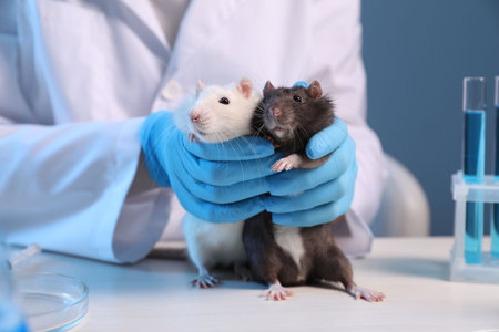 Scientist working with rats at white wooden table in laboratory, closeupの写真素材