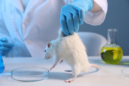 Scientist working with rat and samples at white wooden table in laboratory, closeup. Animal testingの写真素材