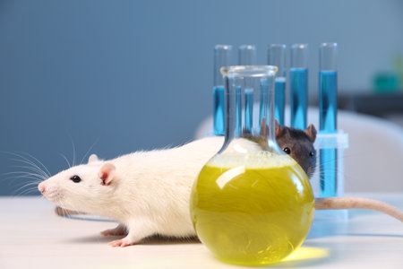 Cute rats and laboratory glassware with samples on white wooden table indoors, closeupの写真素材
