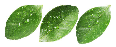 Green leaves of citrus plant with water drops isolated on white, set