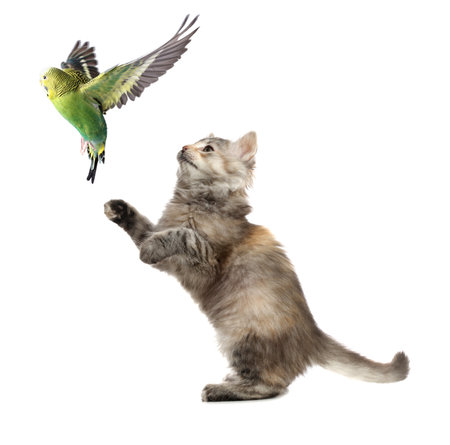 Parrot and cat playing on white background. Cute petsの写真素材