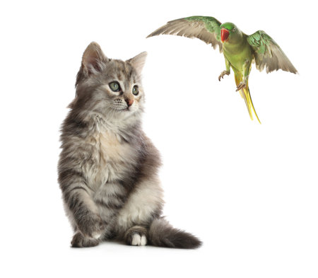 Parrot and cat playing on white background. Cute petsの写真素材