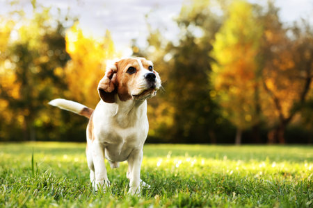 Cute Beagle dog on walk in autumn park, space for text