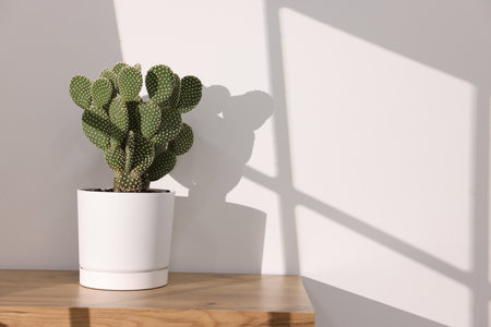 Beautiful potted houseplant on wooden table near white wall. Space for textの写真素材