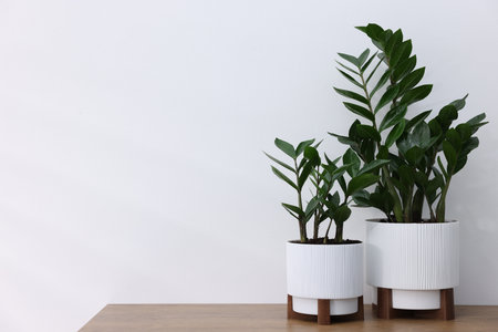 Different green houseplants on wooden table near white wall indoors, space for textの写真素材
