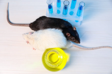 Cute rats and laboratory glassware with samples on white wooden table, above viewの写真素材