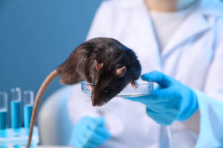 Scientist working with rat and Petri dish in laboratory, closeupの写真素材