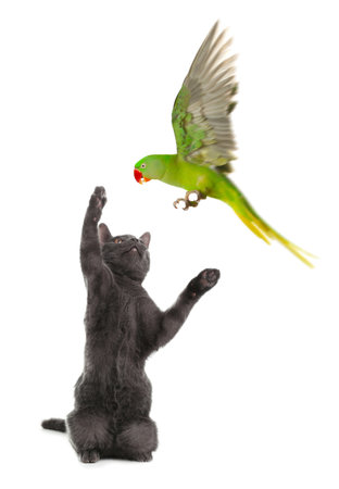 Parrot and cat playing on white background. Cute petsの写真素材