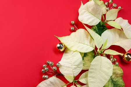 Beautiful poinsettia flowers and decor on red background, flat lay. Space for textの写真素材