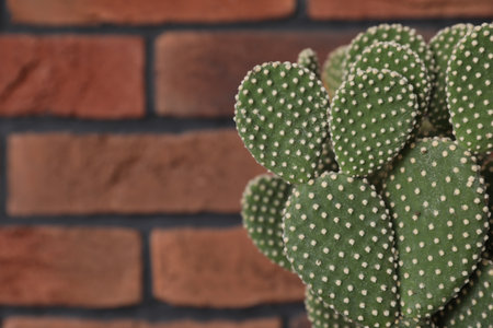 Beautiful prickly pear cactus near red brick wall indoors, closeup. Space for text