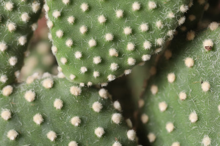 Beautiful prickly pear cactus as background, macro view