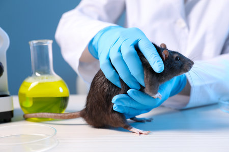 Scientist working with cute rat and sample at white wooden table in laboratory, closeup. Animal testingの写真素材