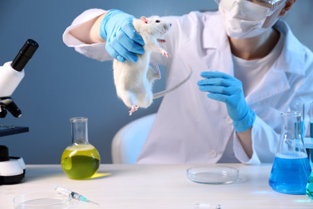 Scientist working with rat, microscope and sample at white wooden table in laboratory, closeup. Animal testingの写真素材