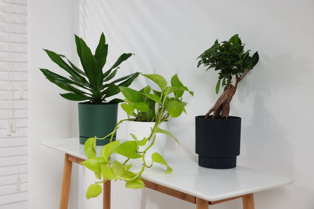 Beautiful green houseplants on white table indoorsの写真素材
