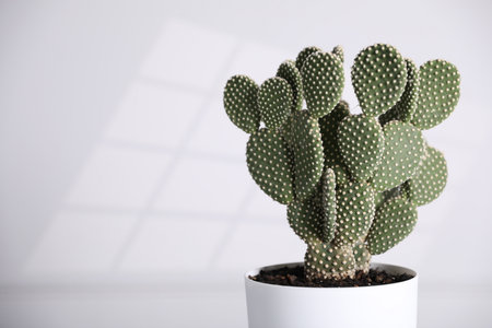 Beautiful prickly pear cactus in pot on white background, closeup. Space for textの写真素材