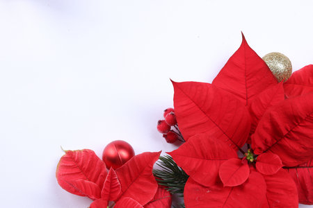 Beautiful red poinsettias (Christmas flower) and festive decor on white background, flat lay. Space for textの写真素材