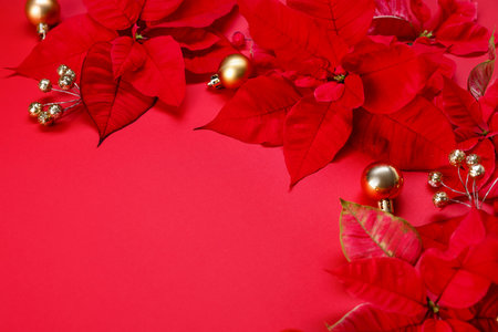 Beautiful poinsettia flowers and Christmas decor on red background, closeup. Space for text