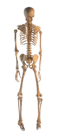 Artificial human skeleton model on white background, back view