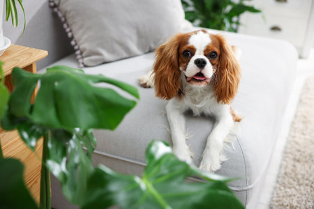 Cute dog on sofa and green houseplants at homeの写真素材