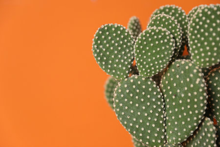 Beautiful prickly pear cactus on orange background, closeup. Space for textの写真素材