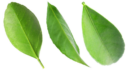 Green leaves of plant isolated on white, set