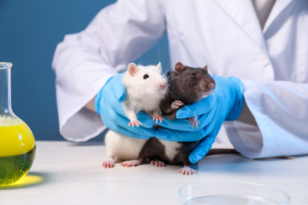 Scientist working with rats at white wooden table in laboratory, closeupの写真素材