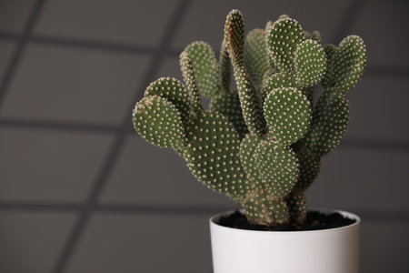 Beautiful prickly pear cactus in pot near gray wall, closeup. Space for textの写真素材