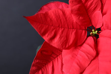 Beautiful red poinsettia (Christmas flower) on black background, closeup. Space for textの写真素材