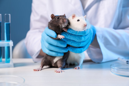 Scientist working with rats at white wooden table in laboratory, closeupの写真素材