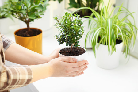 Woman putting green houseplant onto window sill indoors, closeupの写真素材
