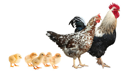 Rooster, hen and chicks on white background. Animal familyの写真素材