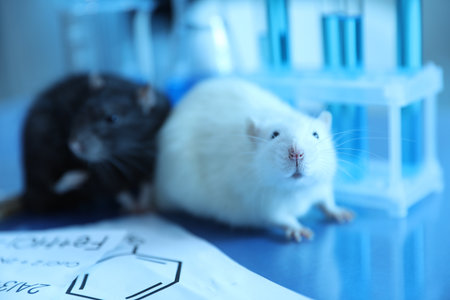 Cute rats, papers and laboratory glassware with samples on table indoors, closeupの写真素材