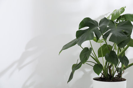 Beautiful monstera growing in pot near white wall indoors. Space for textの写真素材