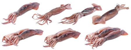 Set of fresh squids isolated on whiteの写真素材