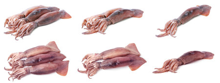 Set of fresh squids isolated on whiteの写真素材