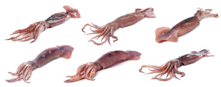 Set of fresh squids isolated on whiteの写真素材