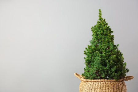 Small potted spruce tree against gray background. Space for textの写真素材