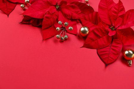 Beautiful poinsettia flowers and Christmas decor on red background, closeup. Space for textの写真素材