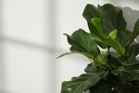 Beautiful houseplant near white wall, closeup. Space for textの写真素材
