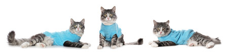 Cute cat in pet clothes on white background, collageの写真素材