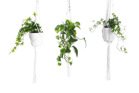 Green hanging house plants isolated on white, set
