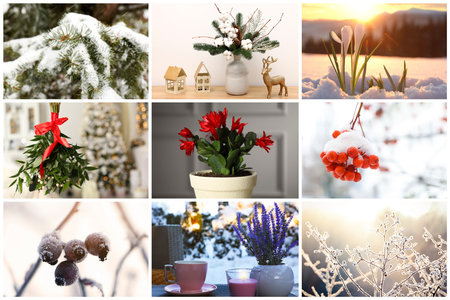 Collection of indoor and outdoor plants. Winter seasonの写真素材