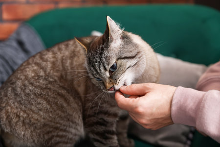 Man feeding his cute cat at home, closeup