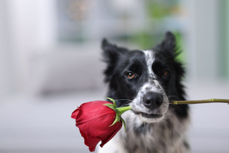 Cute Border Collie dog with red rose indoors, closeup. Space for textの写真素材