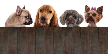 Cute dogs looking out of wooden fence on white background