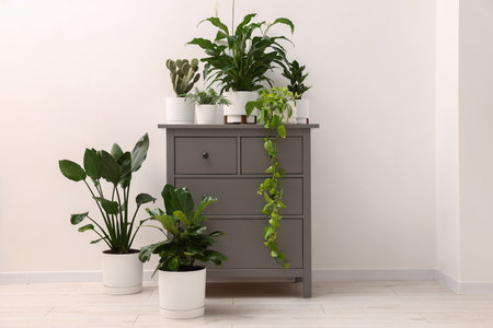 Different green houseplants on gray dresser near white wall indoorsの写真素材