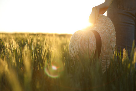 Woman in field with unripe spikes on sunny day, closeupの写真素材