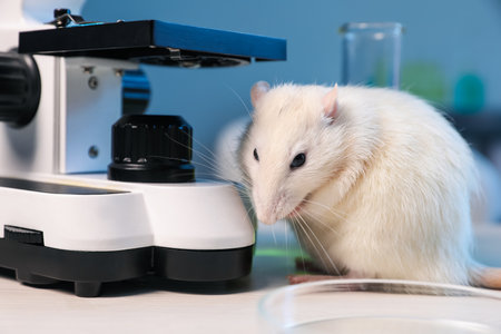 Cute rat with microscope on white wooden table indoors, closeupの写真素材