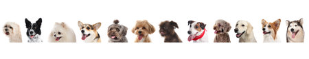 Many cute different dogs on white backgroundの写真素材